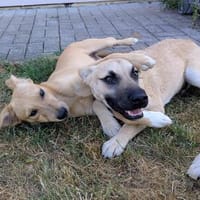 Falco netter junger Mischlingsrüde, Hund zur Adoption