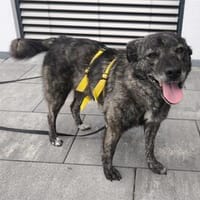 Ashley - wartet in 92369 Sengenthal, Hündin zur Adoption