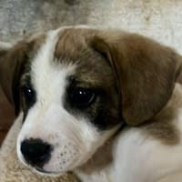 Sunny💕ab 18.07. auf PS in 49424 Goldenstedt, Hündin zur Adoption
