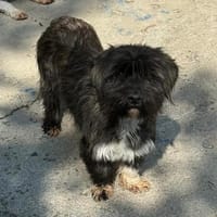 Tina💕wartet in 51063 Köln, Hündin zur Adoption