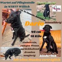 💙Dario💙 sucht seine Familie, Hund zur Adoption