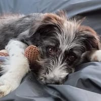 Nala💕wartet in 31157 Sarstedt, Hündin zur Adoption