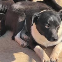 Cara💕wartet in 23617 Stockelsdorf, Hündin zur Adoption