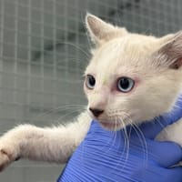 Ramsay, chat à adopter