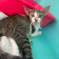 MISTY, chatte à adopter