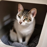 Wanda, chatte à adopter