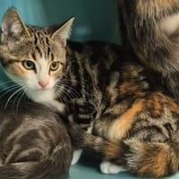 AKLIOUCHE QCT, chatte à adopter