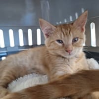 NOLA, chatte à adopter