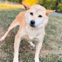 Rafinée CAA15638, chienne à adopter