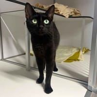 Sakura, chatte à adopter