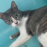 MAGGY, chatte à adopter