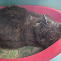 DEMBELE QCT, chat à adopter