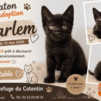 HARLEM, chat à adopter