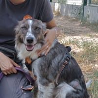 Jade, chienne à adopter