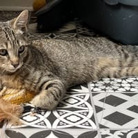 CHOUCHOU, chat à adopter