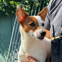 TANIA requisition, chienne à adopter
