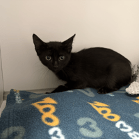 WASSA, chatte à adopter