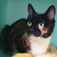 PERLE CHA, chatte à adopter