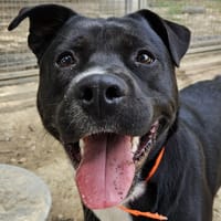 TITUS, chien à adopter