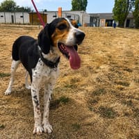 Spidey, chien à adopter