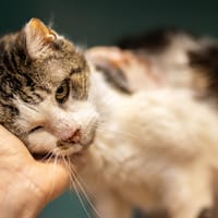 MEXO, chat à adopter
