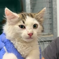 Aceituno, chat à adopter