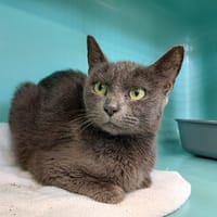 MARCELLA, chatte à adopter