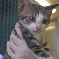 KRISTI, chat à adopter