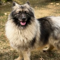 Lybie CAA15610, chienne à adopter