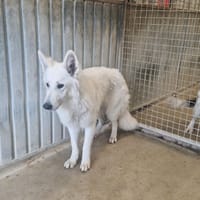 WISDOM (résérvé), chien à adopter