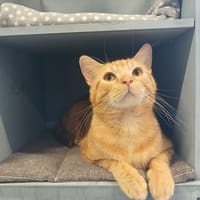 SNORKY, chat à adopter