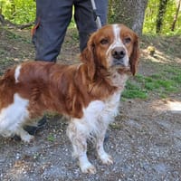 Ted, chien à adopter