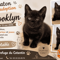 BROOKLYN, chat à adopter