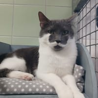 SIMON, chat à adopter