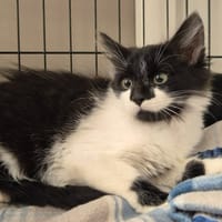 BOUGUI QCT (j'ai trouvé ma famille), chat à adopter