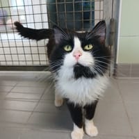 LUTHER, chat à adopter