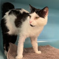 mickey, chat à adopter