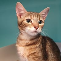 PIPA CHA, chatte à adopter
