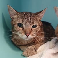 CAJOU CHA, chat à adopter