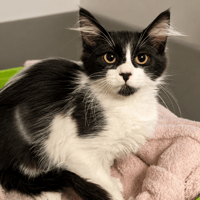 Galaxie [Chaton], chatte à adopter