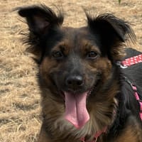 KEYSA, chienne à adopter