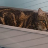 JOSEPHINE, chatte à adopter