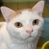 RAINBOW A17458, chat à adopter