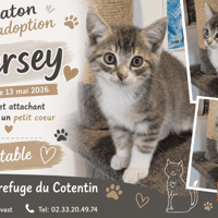 JERSEY, chat à adopter