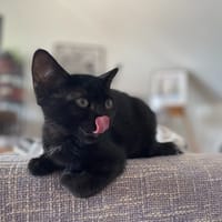 THEA, chatte à adopter