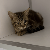 BOO, chat à adopter