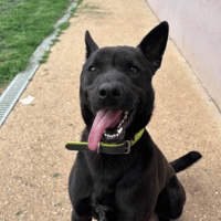 Milkov, chien à adopter