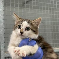 Tucsi, chatte à adopter