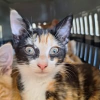 IVY, chatte à adopter