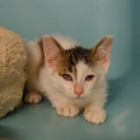 WESLEY, chat à adopter